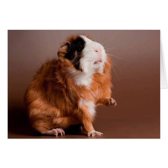 guinea pigs (Devant horizontal)