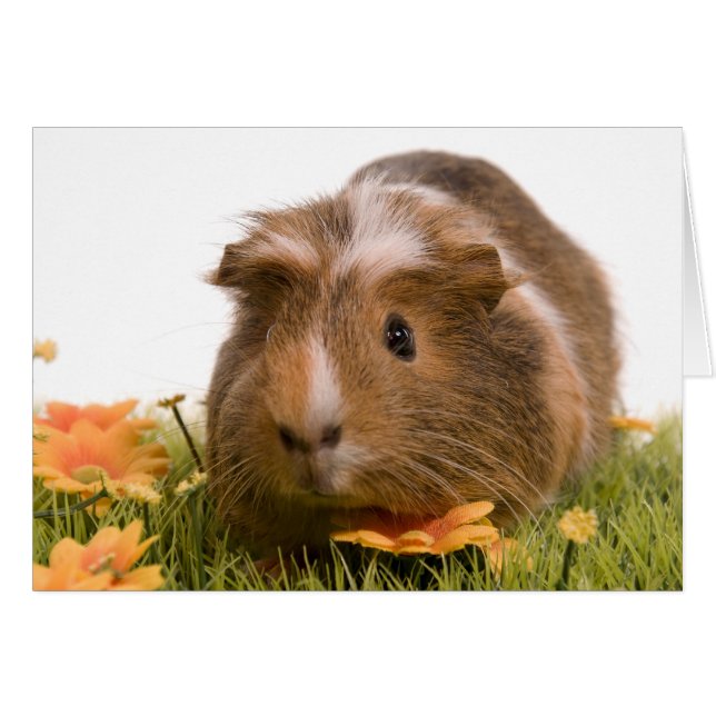 guinea pigs on a lawn (Devant horizontal)