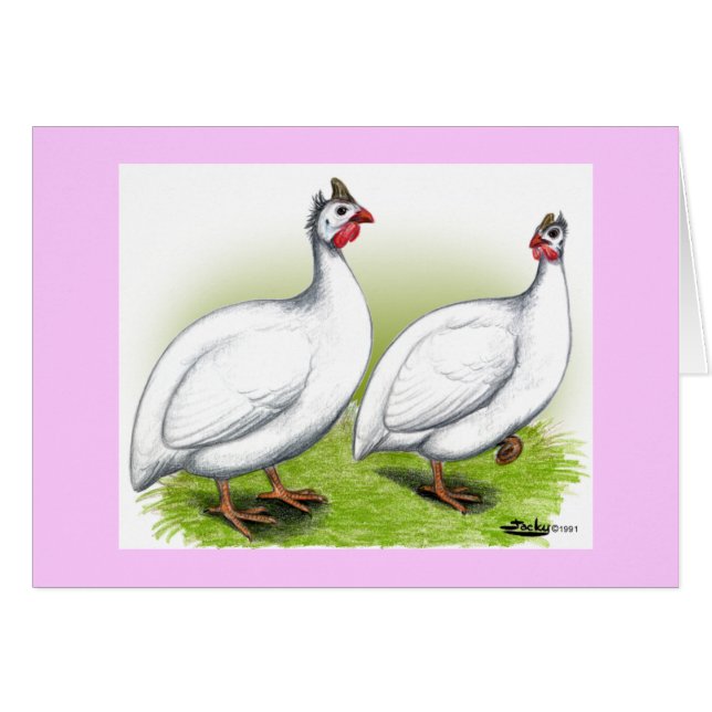 Guineas : Blanc (Devant Horizontal)
