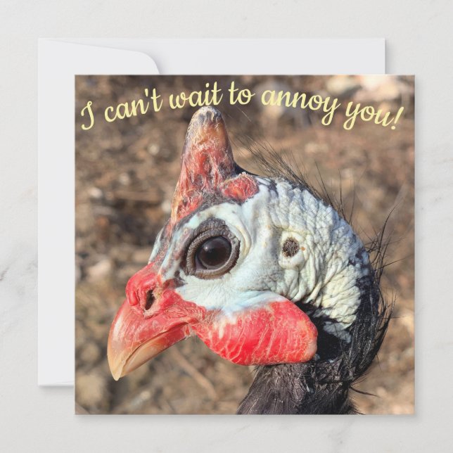 Guinée Fowl (Devant)