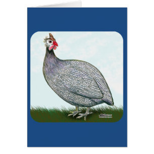 Guinée Lavande en vedette