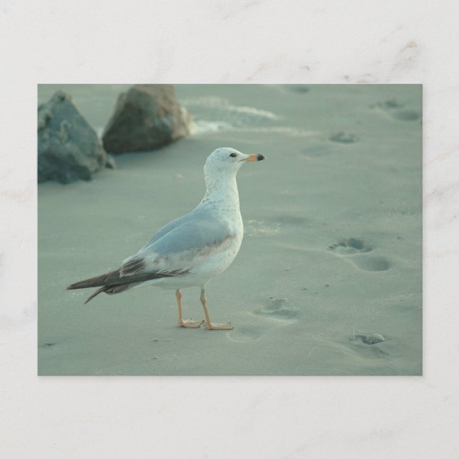 Gull maritime / carte postale (Devant)