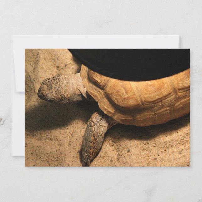 Gus the Tortoise (Devant)