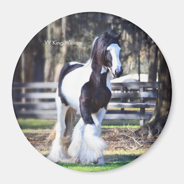 Gypsy Gold King aimant William (Devant)