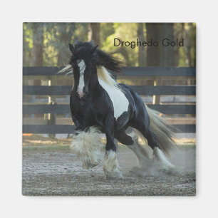 Gypsy Or Gypsy Vanner Drogheda Or aimant