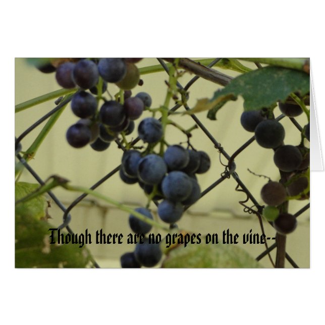 Habakkuk 3 ; 17,18, raisins (Devant horizontal)