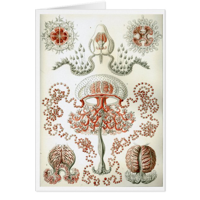 Haeckel_Anthomedusae (Devant)