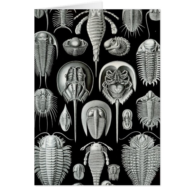 Haeckel Aspidonia (Devant)