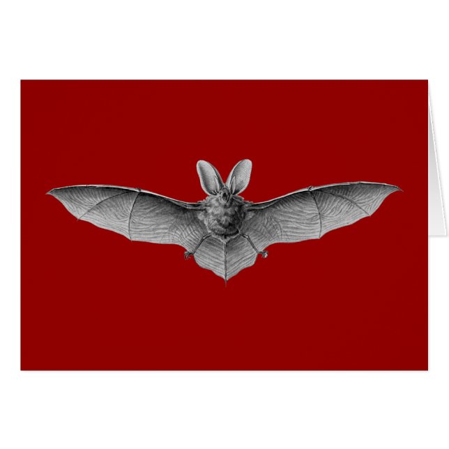 Haeckel Bat (Devant horizontal)