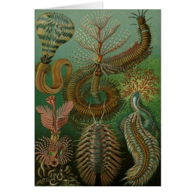 Haeckel Centipedes (Devant)