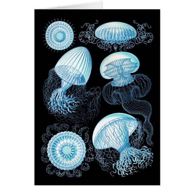 Haeckel Jellyfish (Devant)