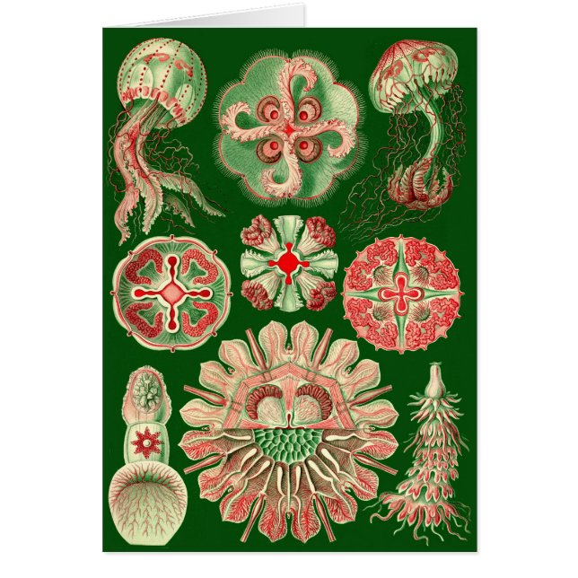 Haeckel Jellyfish Illustration Toute l'occasion (Devant)