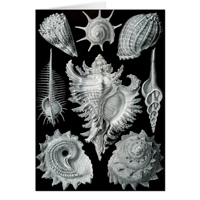 Haeckel Négatif (Devant)