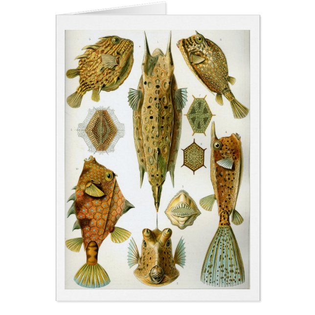 Haeckel_Ostraciontes (Devant)