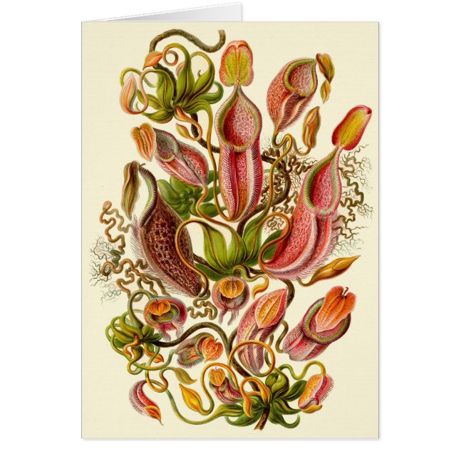Haeckel Pitcher Illustration Plante toute l'occasi (Devant)