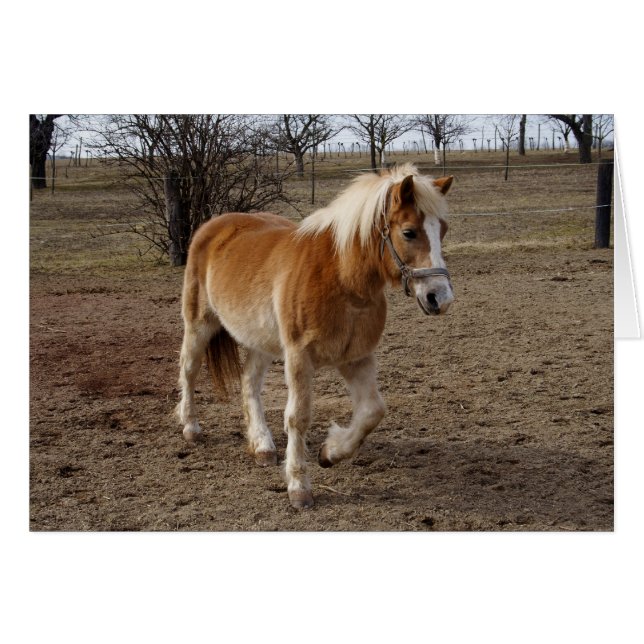 Haflinger (Devant horizontal)