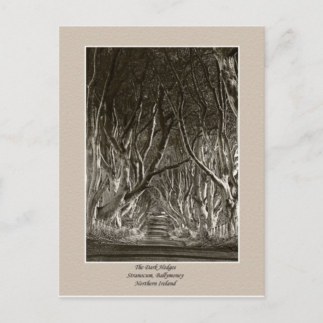 Haies foncées, Stranocum, Ballymoney NI carte post (Devant)