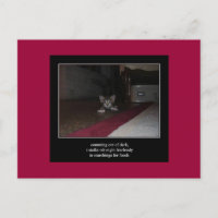 haiku cat 1 carte postale