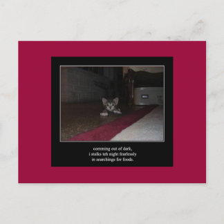 haiku cat 1 carte postale