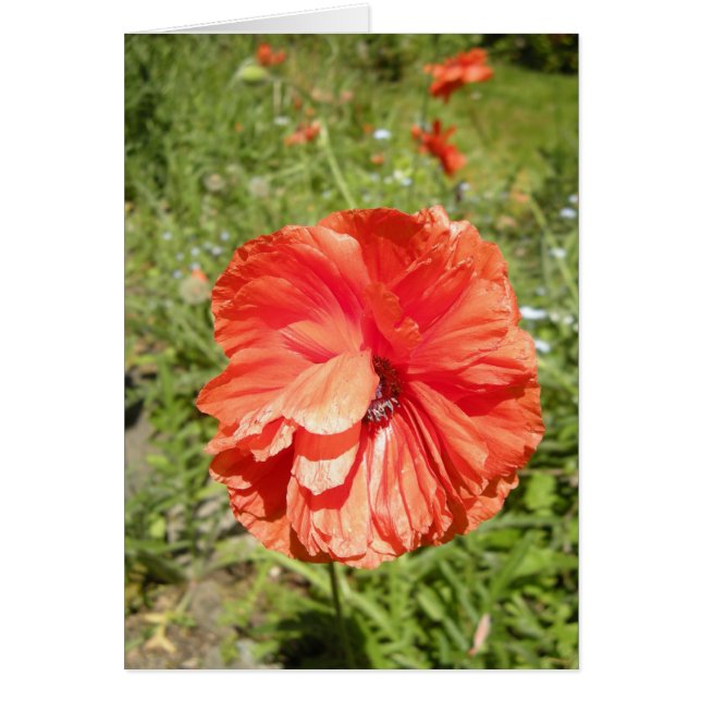 haiku de pavot d'été (Devant)