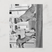 Haile Selassie - HIM - Rastafari - Carte postale