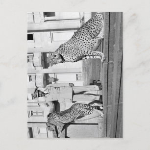 Haile Selassie - HIM - Rastafari - Carte postale