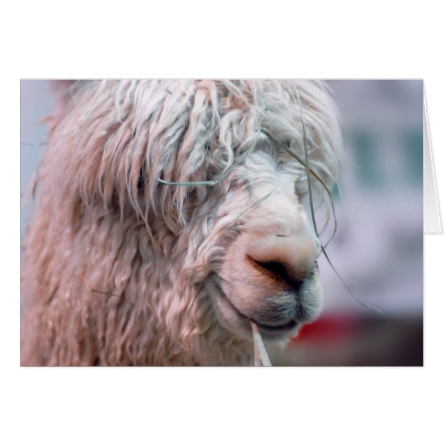 Hairy the Alpaca (Devant Horizontal)