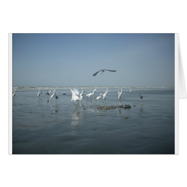 Hakuna matata.JPG (Devant horizontal)