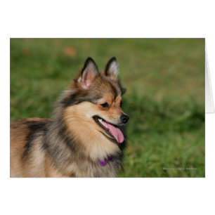 Halètement de Headshot de Pomeranian