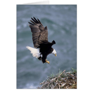 Haliaeetus leucocephalus