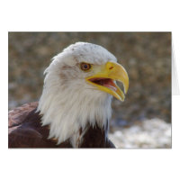 Haliaeetus leucocephalus