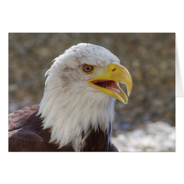 Haliaeetus leucocephalus (Devant Horizontal)