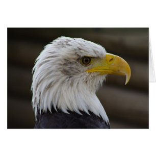 Haliaeetus leucocephalus