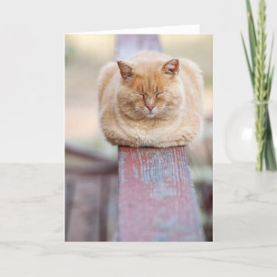 HAMbWG - Carte de voeux - Chat sur rail