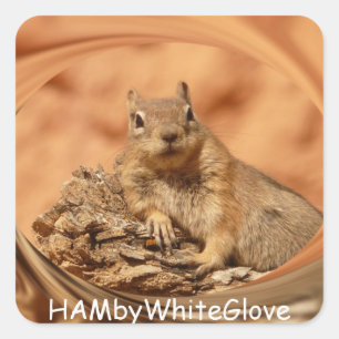 HAMbyWG - Stickers - Écureuil dans le logo de l'éc