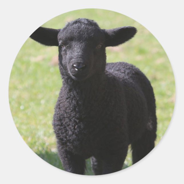 HAMbyWG - Stickers - Mouton noir (Devant)
