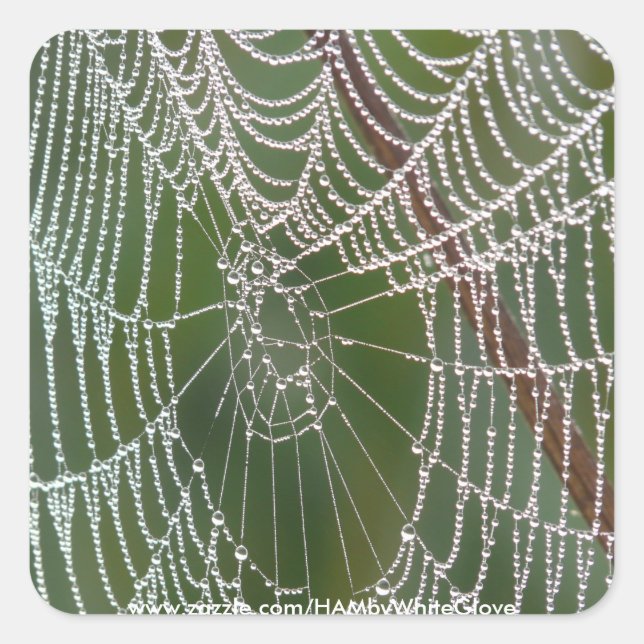 HAMbyWG - Stickers - Spider Web (Devant)