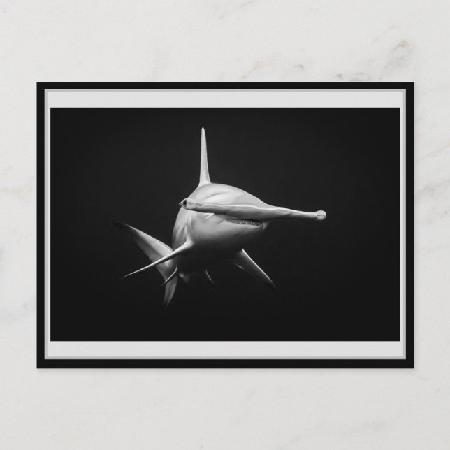 Hammer head shark BW 002 Carte postale ハンマーヘッド (Devant)