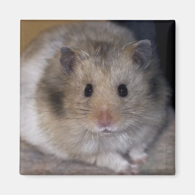Hammie Magnet (Devant)