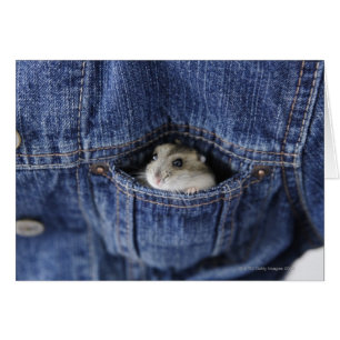 Hamster dans la poche
