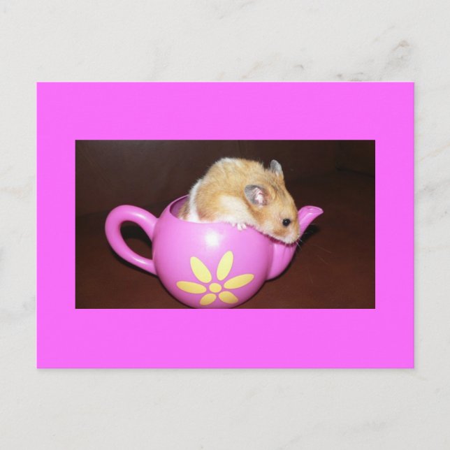 Hamster dans un pot de thé Carte postale Photo (Devant)