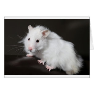 Hamster d'ours de nounours