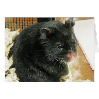 Hamster noir