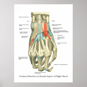 Hand & Wrist Internal Anatomy Poster