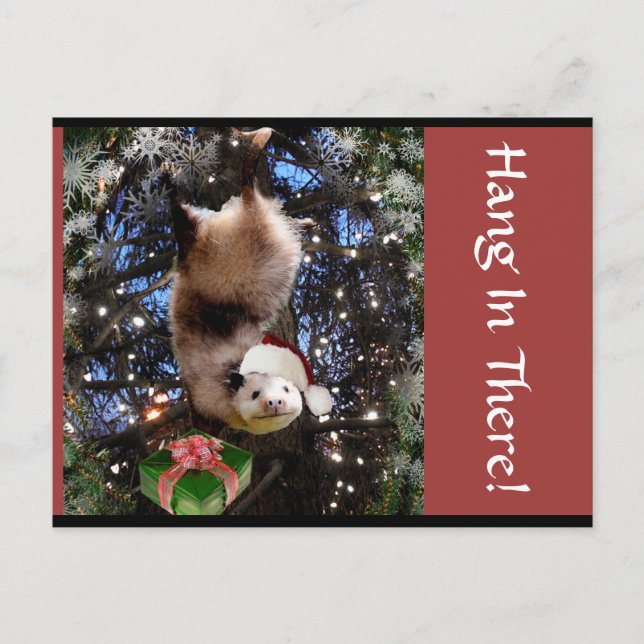 Hanging In There ! Carte postale de Christmas (Devant)