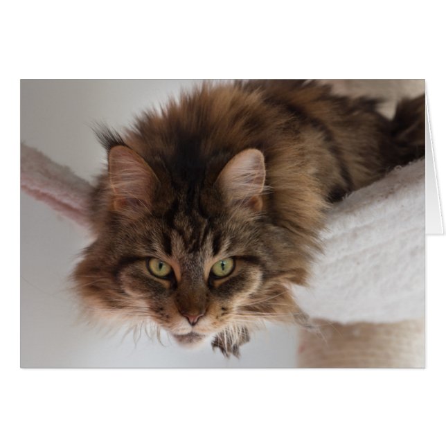 Hangout - carte chat Maine Coon (Devant horizontal)