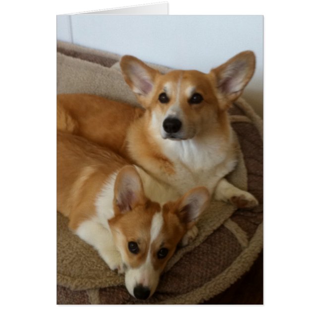 Hank et Milly (Devant)