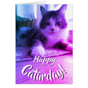 Happy Caturday Cute Purple Chat
