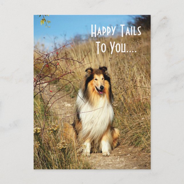 Happy Tails Pour Vous Collie Chien Carte Postale (Devant)