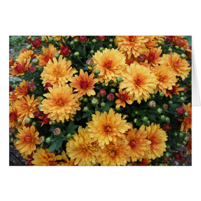 "Hardy Mums" (Devant Horizontal)